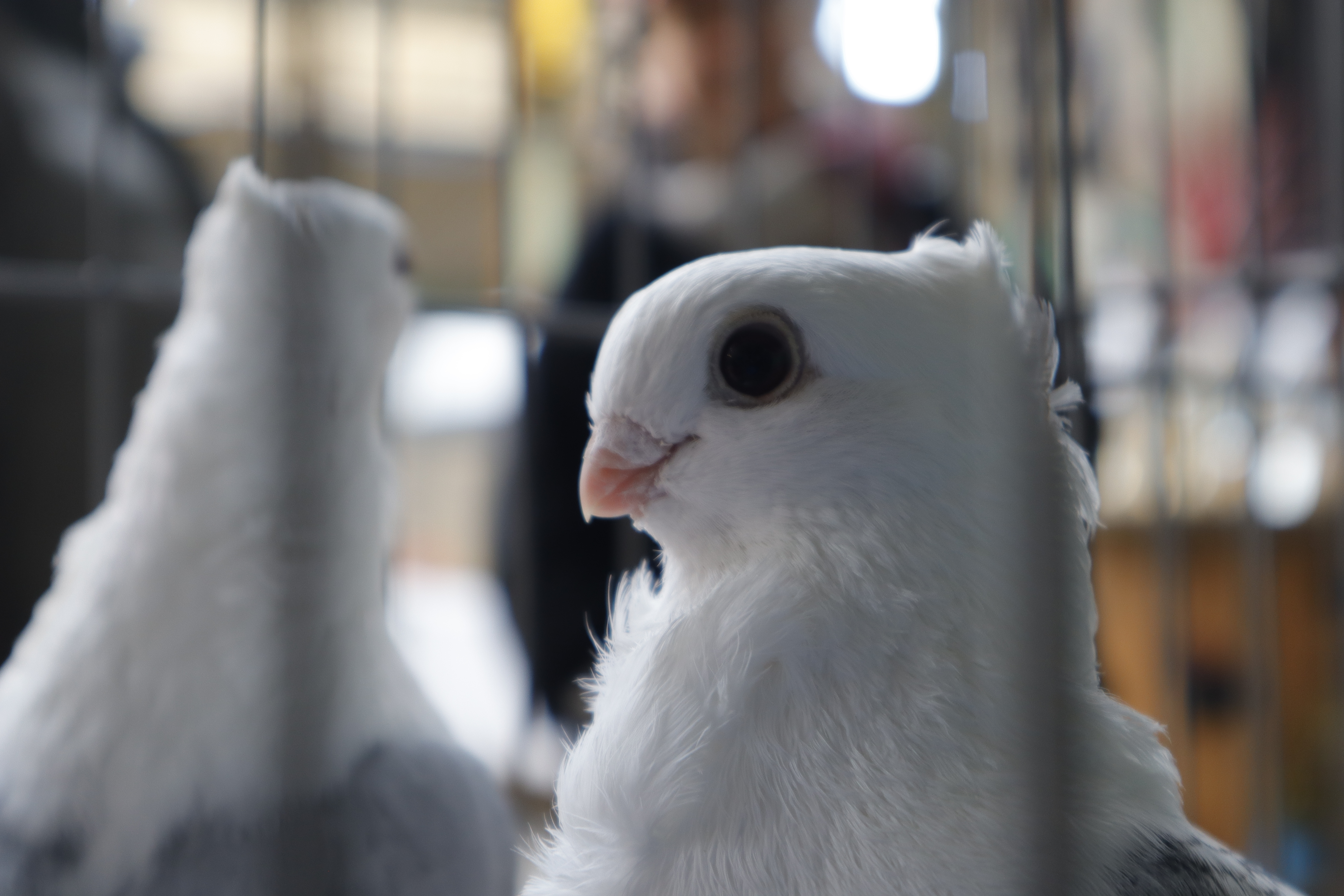 Høstutstillingen til Vestland fjærfeklubb. Foto: Selma Johanne Sunde